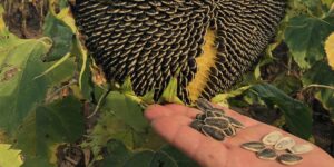 Lanzamos dos nuevos híbridos Alto Oleico para liderar la próxima campaña de girasol