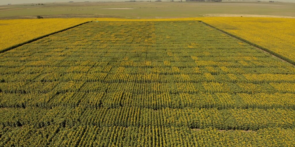 Lideramos todos los segmentos del girasol argentino: alto oleico, linoleico, confitero y estriado