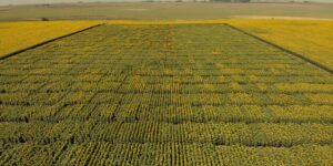 Lideramos todos los segmentos del girasol argentino: alto oleico, linoleico, confitero y estriado